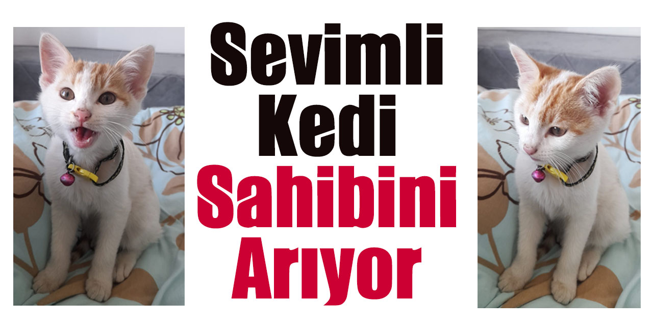 Sevimli kedi sahibini arıyor