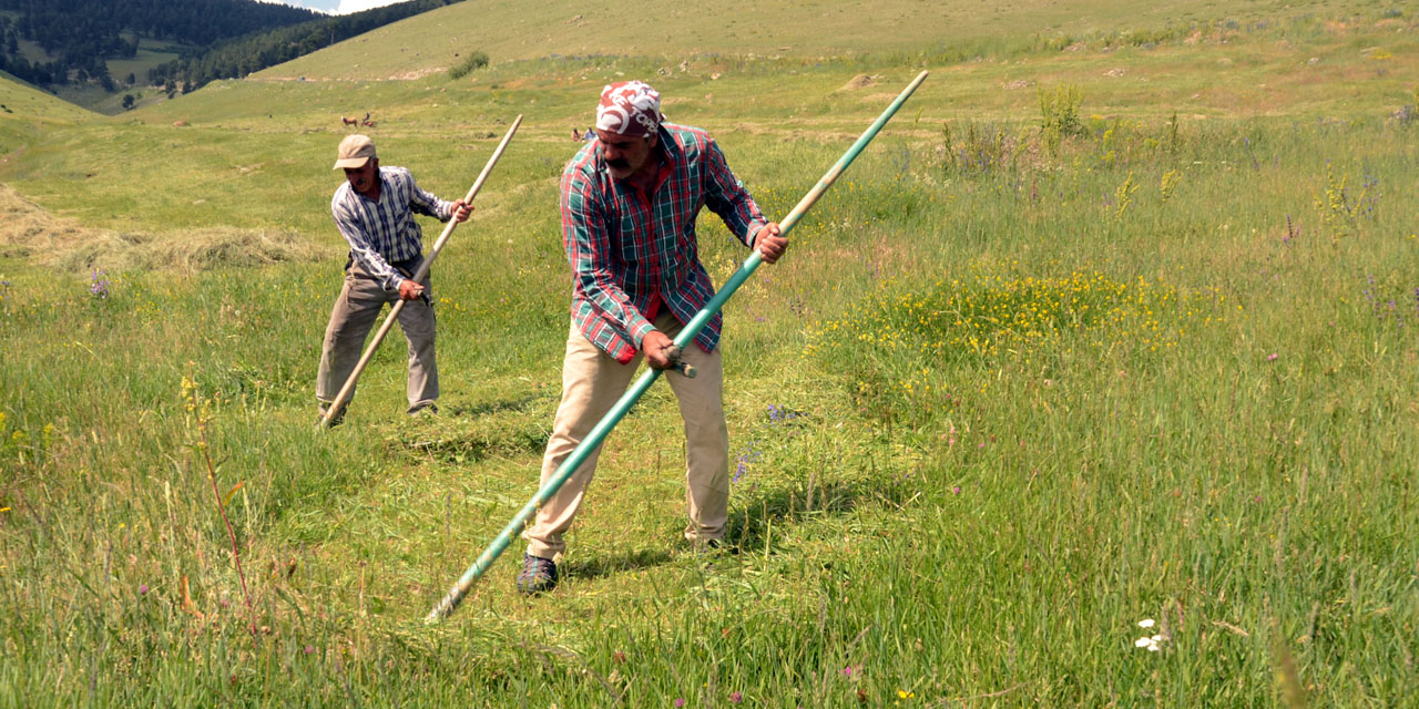 Kars'ta Çiftçiler Ot Biçme Mesaisine Başladı