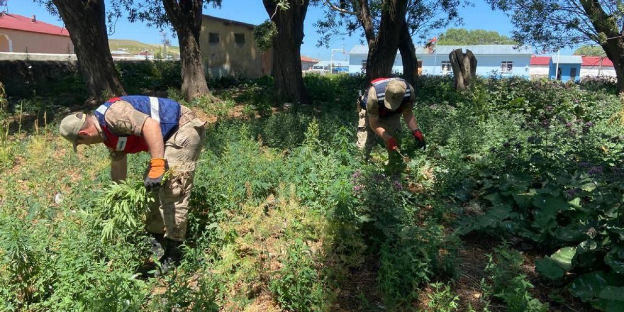 Kars’ta kenevir tacirleri boş durmuyor