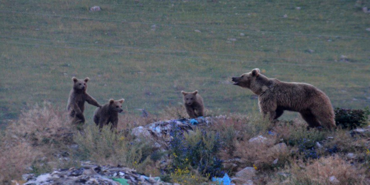 Kars'ta bir bozayı ile 3 yavrusu doğada görüntülendi