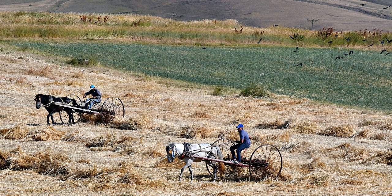 Kars'ta Çiftçiler Bunaltıcı Sıcakta Arpa Hasat Ediyor