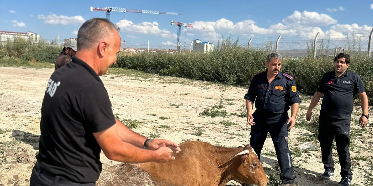 Kars’ta su göletine düşen büyükbaş hayvan kurtarıldı