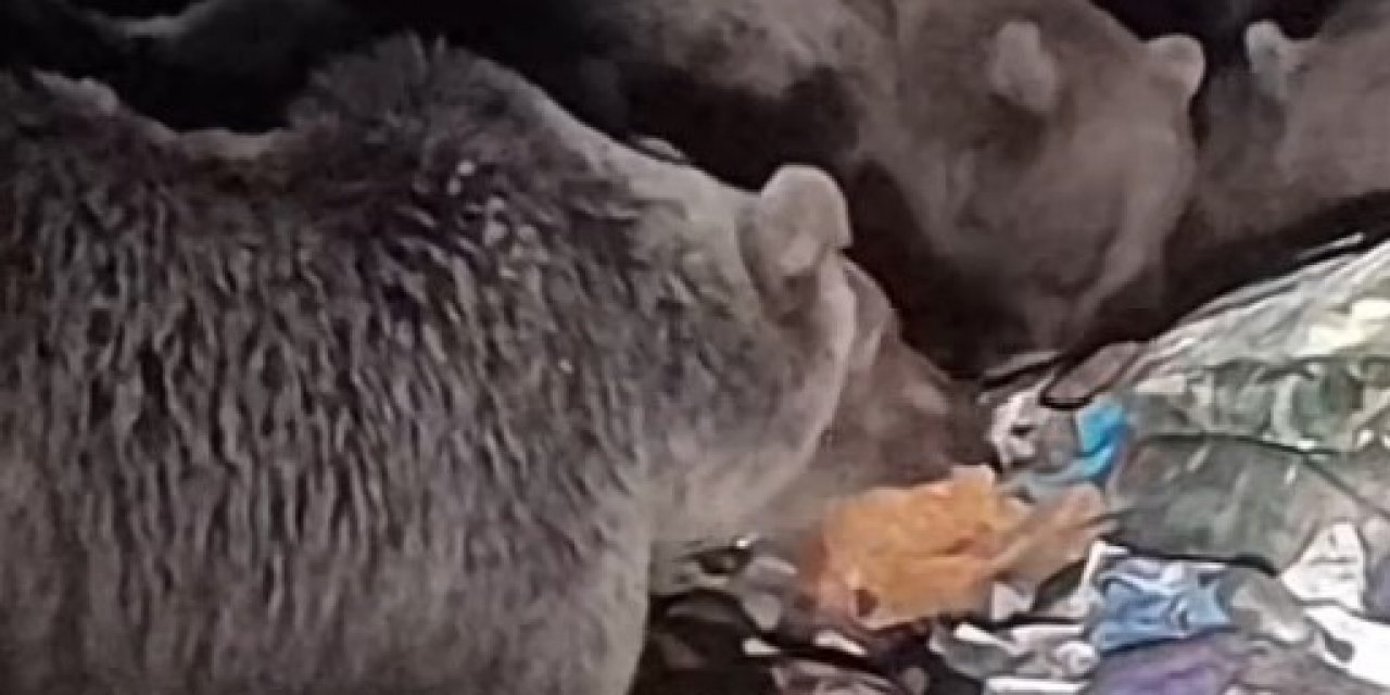 Boz ayılar kış uykusu öncesi besin depoluyor