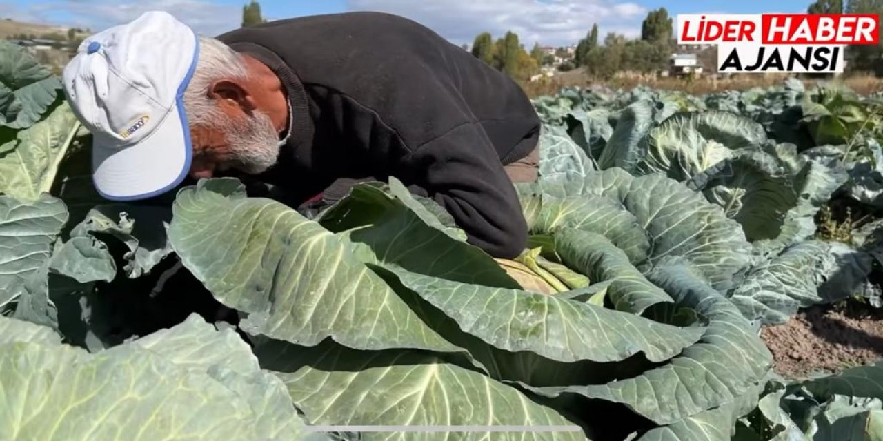 Artvinli Çiftçi Yarım Asırdır Kars’ta Lahana Ekimi Yapıyor
