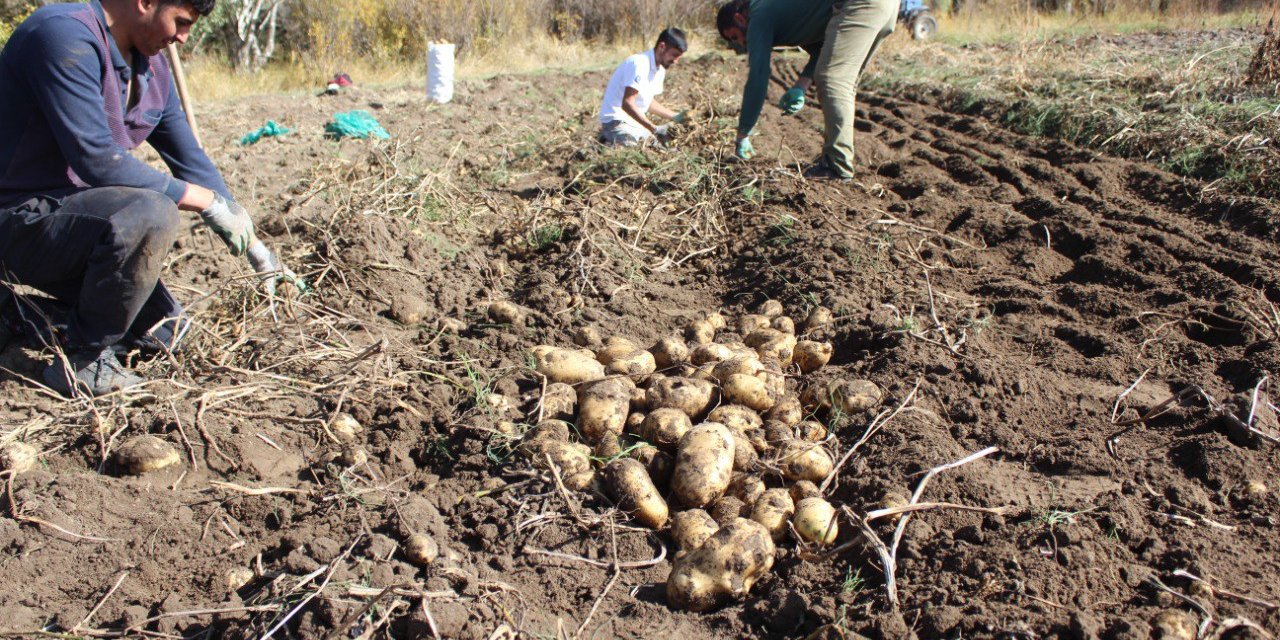 Kars'ta çiftçiler patatesleri imece usulüyle söküyor
