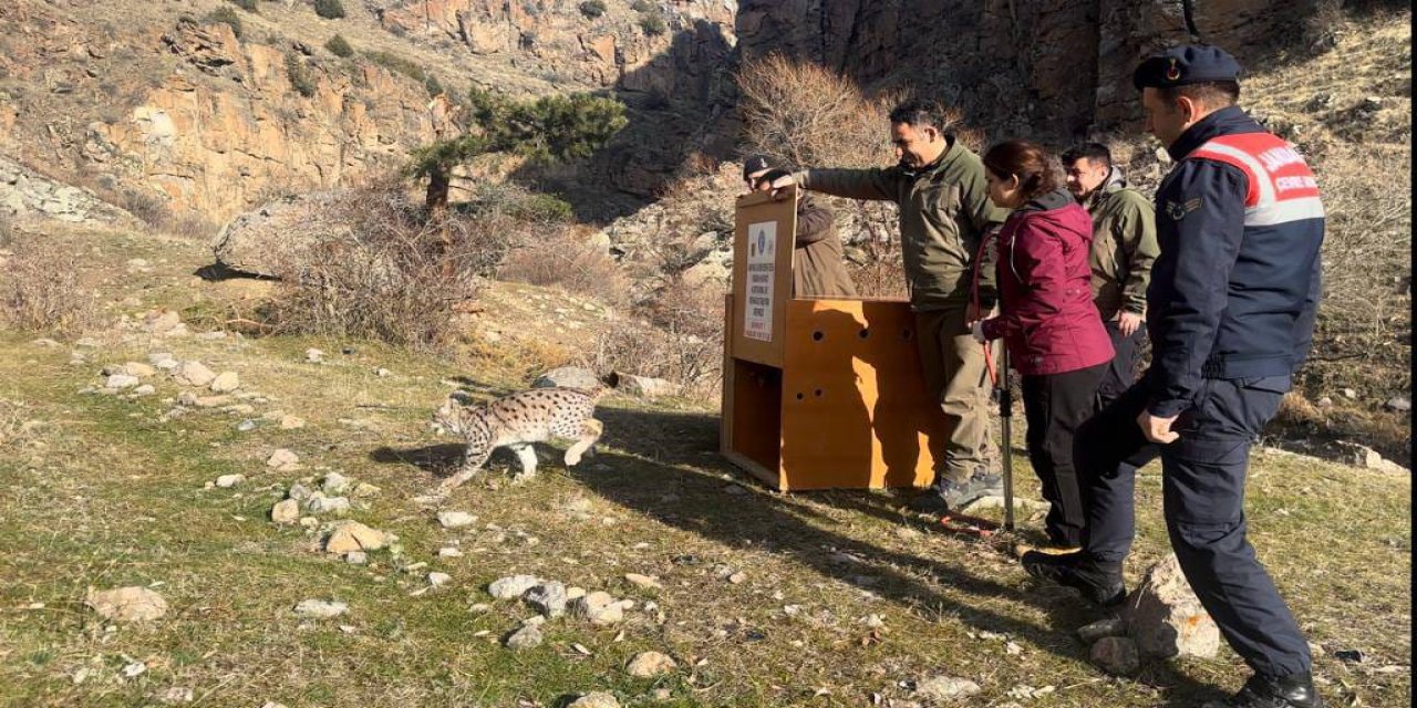 Kars'ta doğada bulunan vaşak yavrusu 6 aylık bakım sonrası doğaya salındı