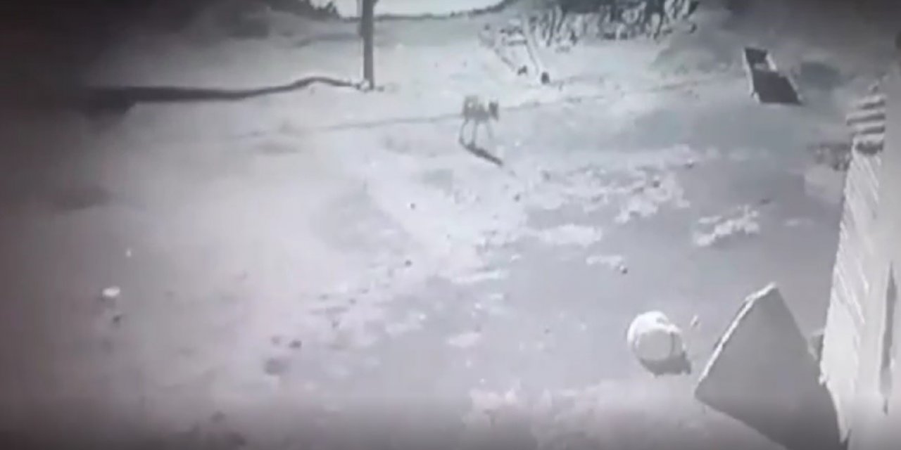 Kars’ta aç kalan kurt, köpeği götürdü, o anlar kaydedildi
