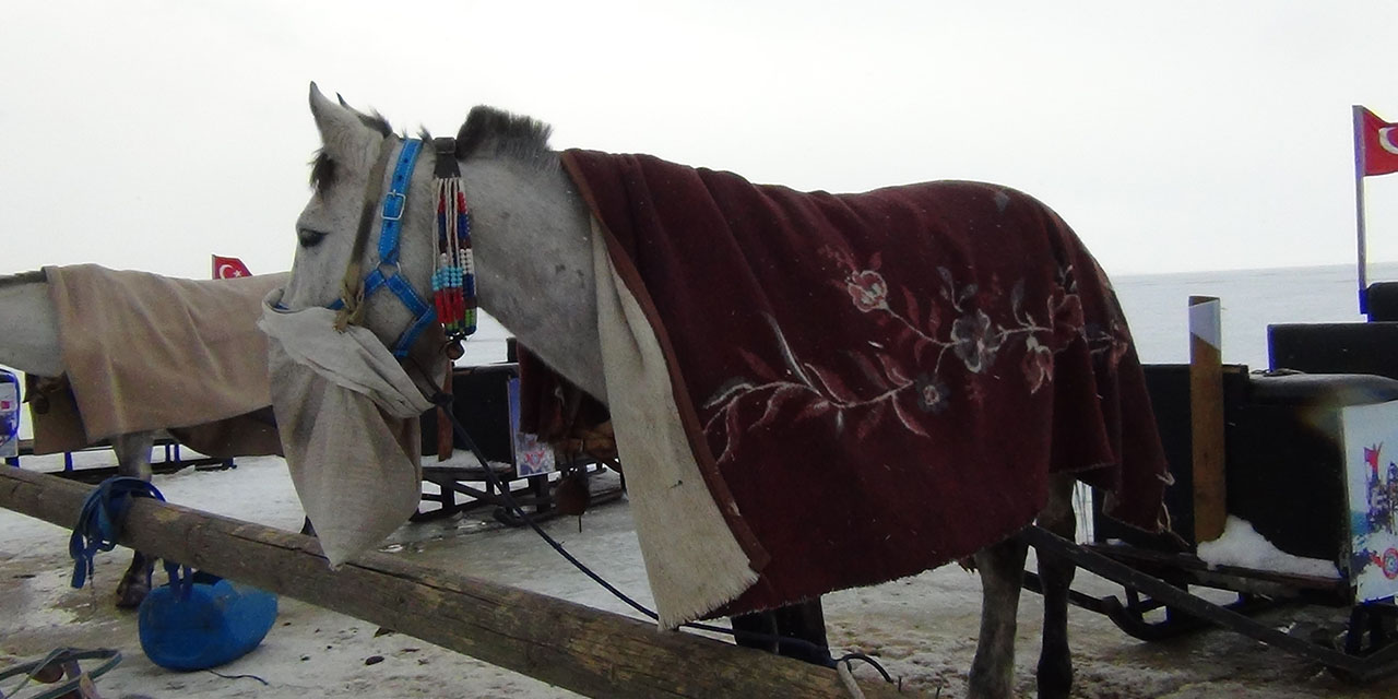 Çıldır'da Kızak Atlarına Battaniyeli Koruma