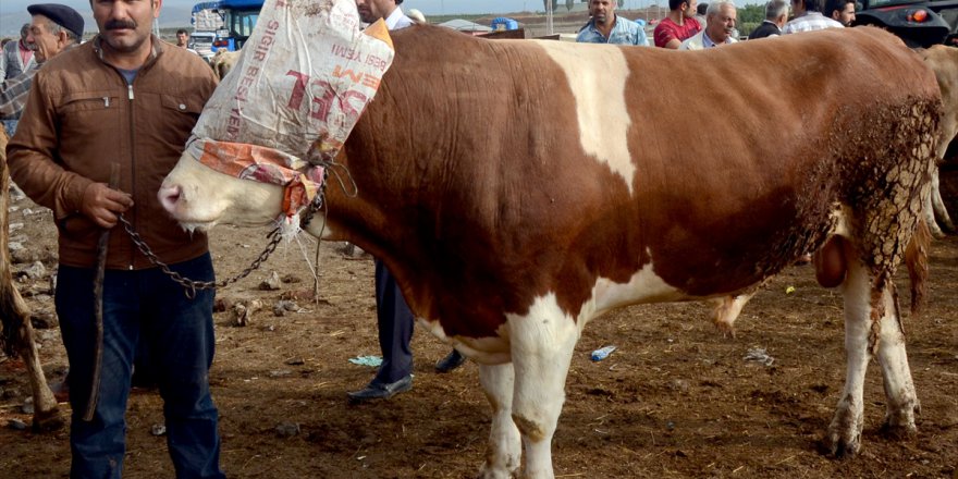 Kurban pazarının "Şampiyon"u görücüye çıktı