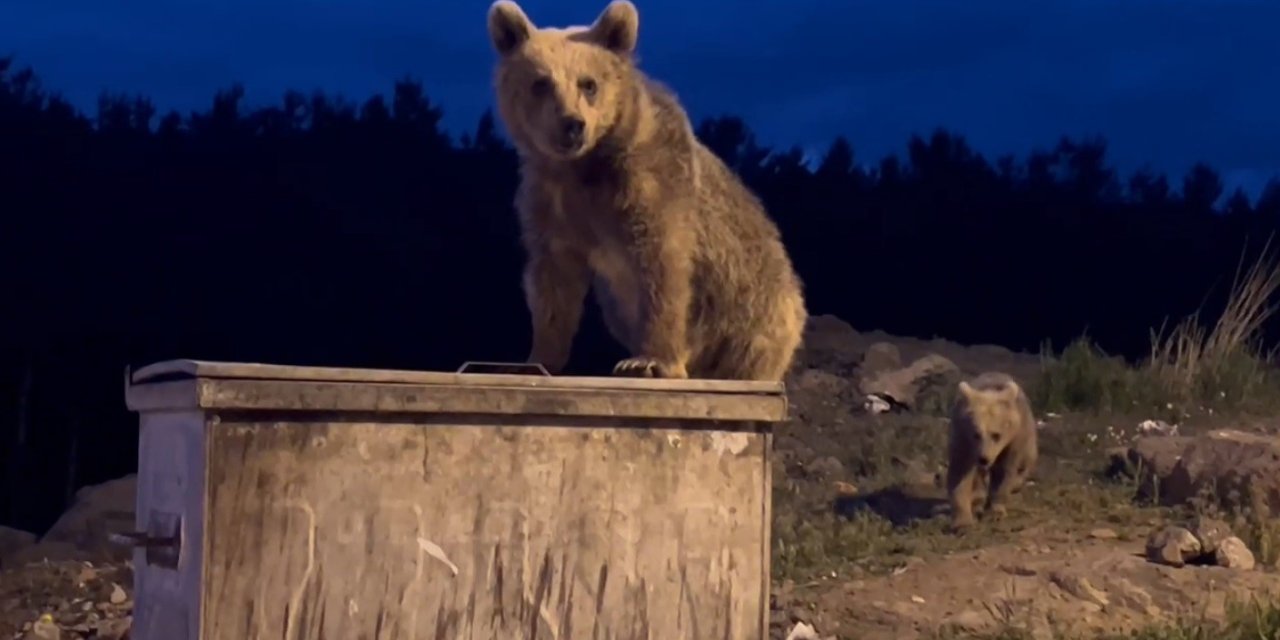 Sarıkamış’ta yavru ayıların çöp konteyneriyle sınavı ortaya renkli görüntüler çıkardı