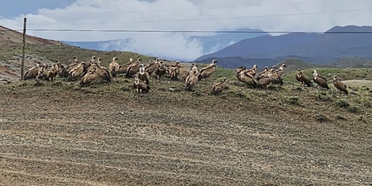 Kars-Iğdır yolunda akbaba sürüsü görüntülendi