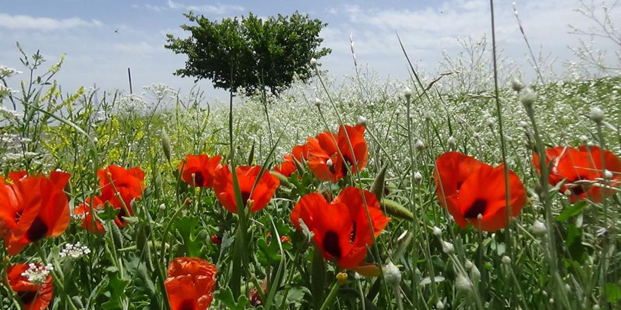 Kars’ta Haziran Güzelliği