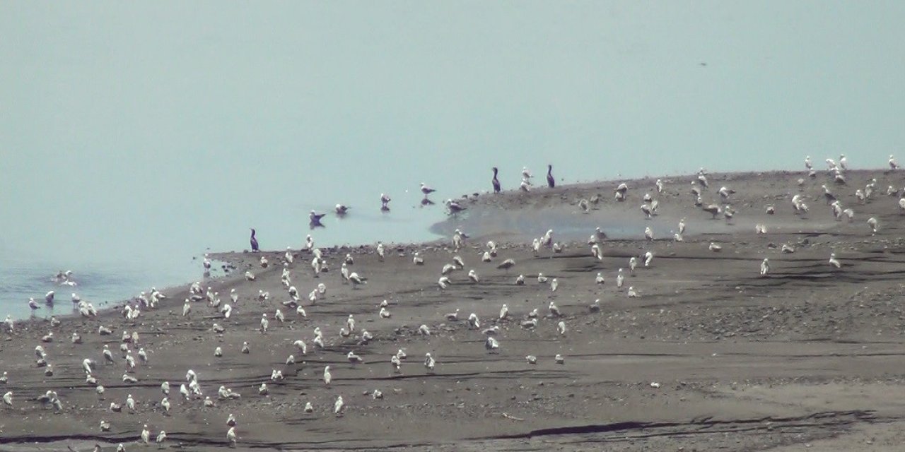 Kars'ta pelikan ve karabatakların yiyecek araması kamerada