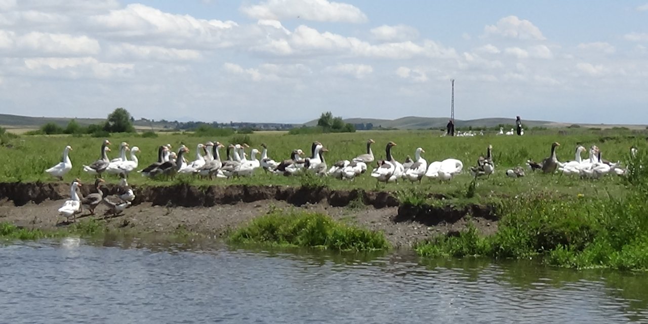 Kars mutfağının olmazsa olmazı kazlar besiye alındı