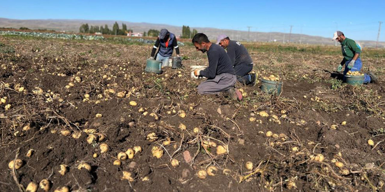 Arpaçay'da Kışlık Patates Hasadı Başladı