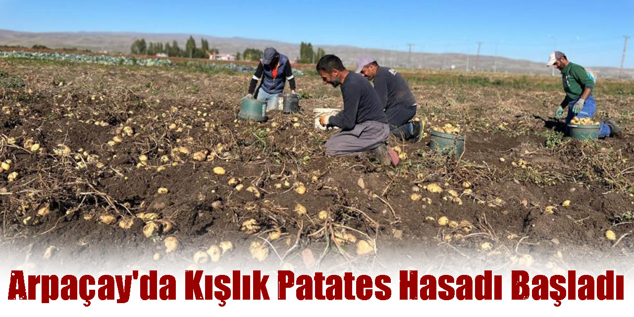 Arpaçay'da Kışlık Patates Hasadı Başladı