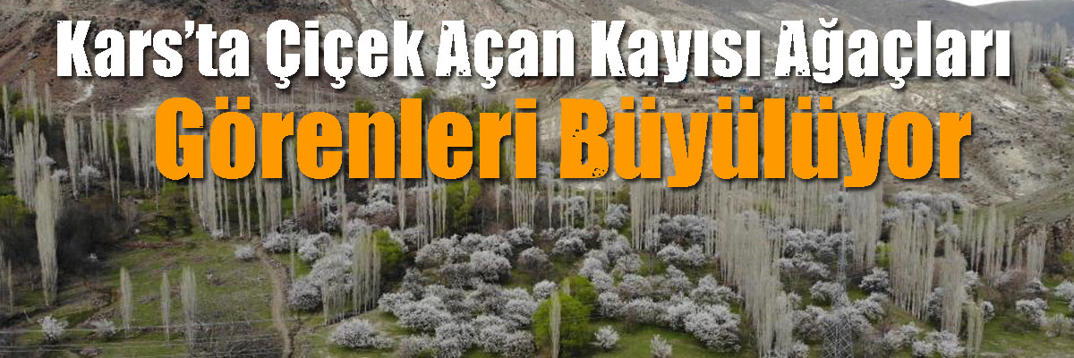Kars’ta Çiçek Açan Kayısı Ağaçları Görenleri Büyülüyor