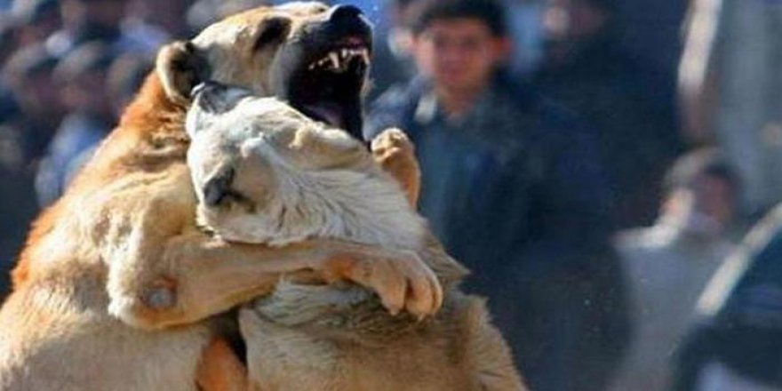 Kars'ta Köpek Kavgası