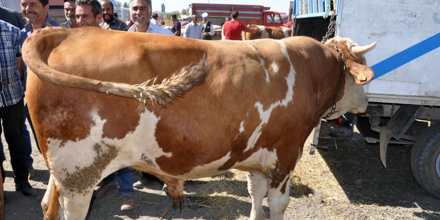 700 kiloluk Mercan 11 bin liraya satıldı