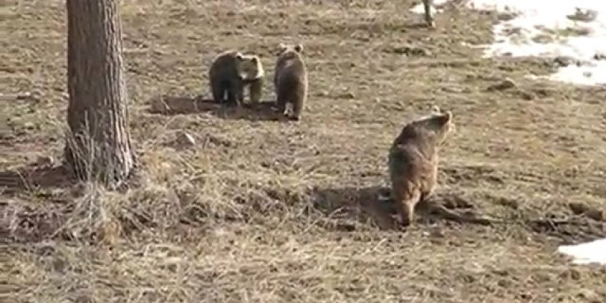 Boz ayılar Sarıkamış’ta