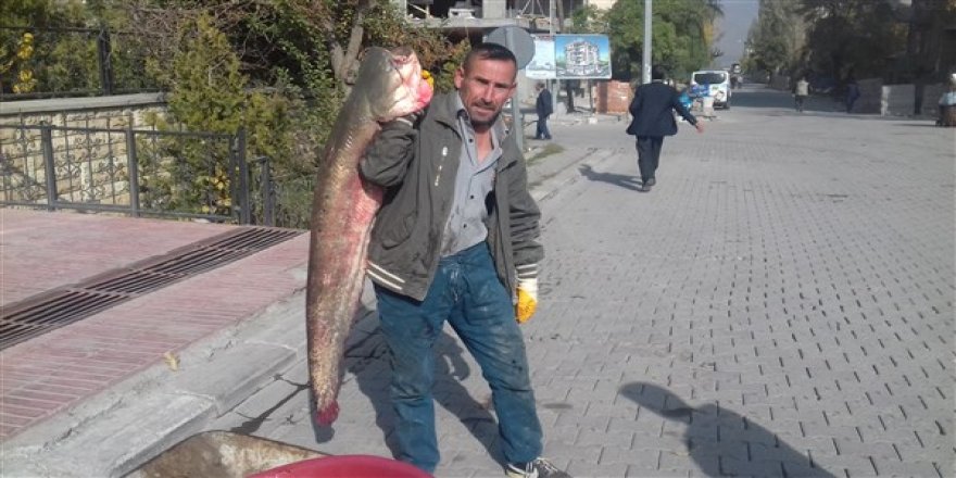 Aras Nehrinde Boyu Kadar Balık Yakaladı