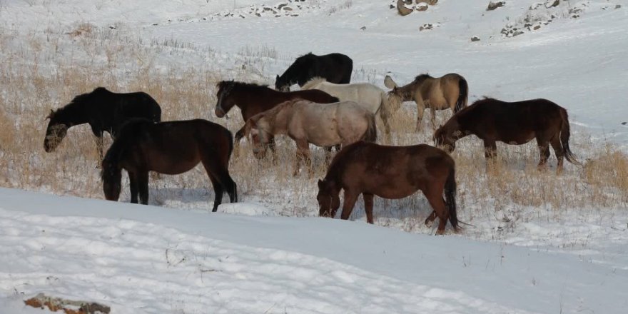 Kars'ta Atları Dışarı Bıraktılar.