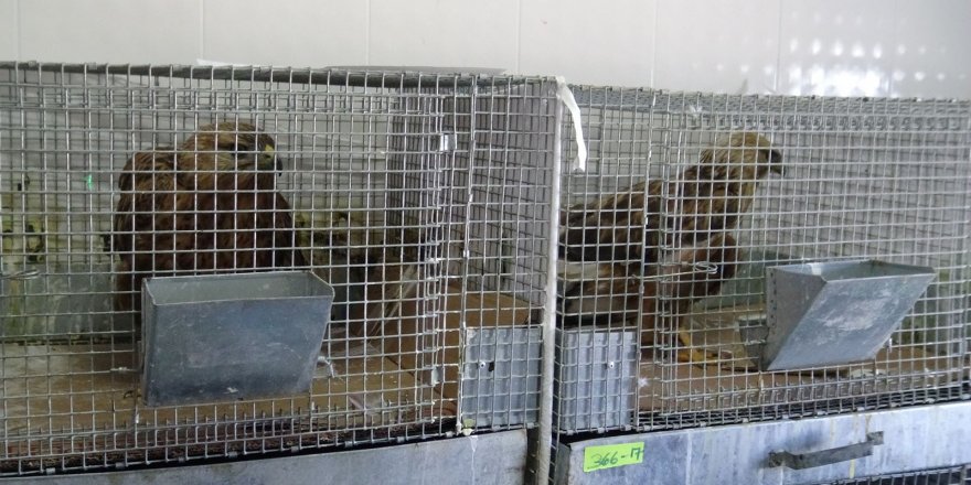 Yaban Kurtarma Merkezi yaban hayvanlarına ev sahipliği yapıyor