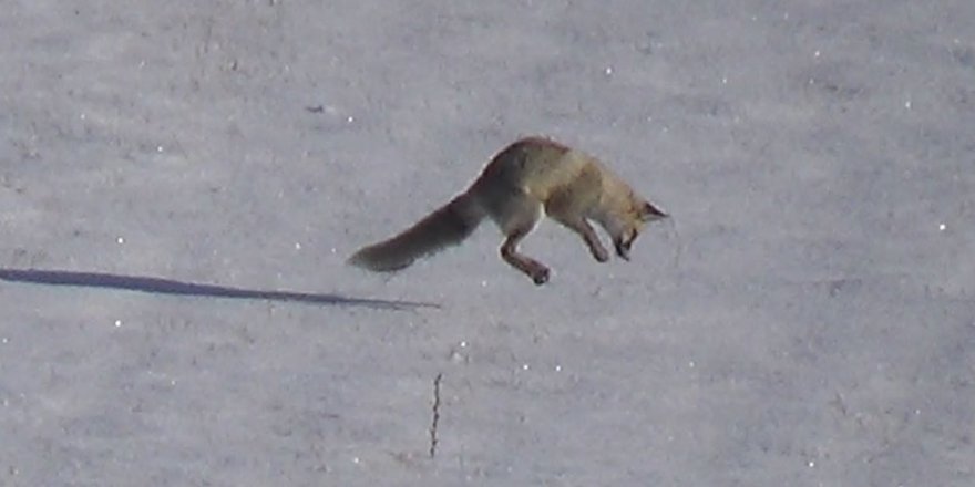 Kars'ta aç kalan tilkilerin fare avı