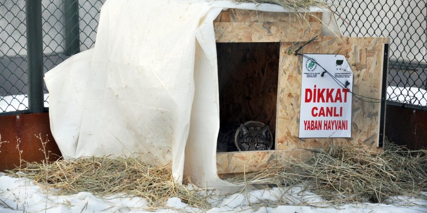 Yaralı vaşak'ın tedavisi tamamlandı