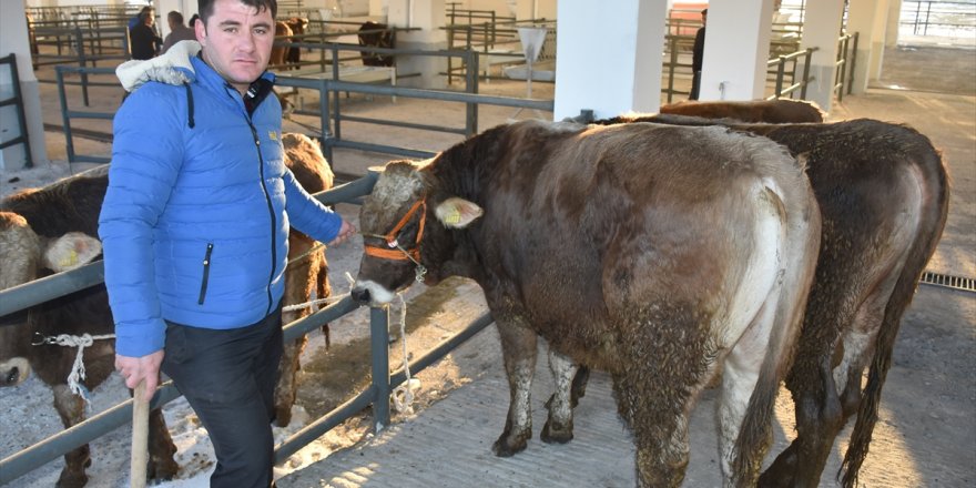 Kars'ta 180 damızlık boğa dağıtıldı