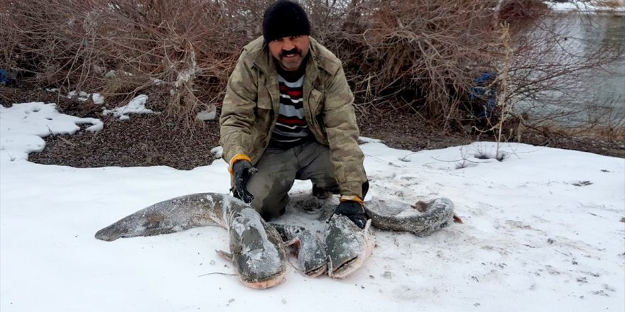 Kars'ta Yayın Balıkları Pazarlık Usulü Satılıyor