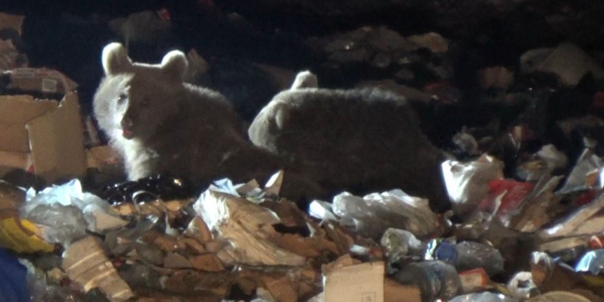 Boz ayıların uyku düzeni bozuldu