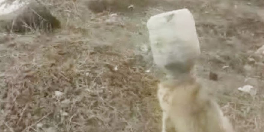 Kafası bidona sıkışan yavru köpek son anda kurtarıldı