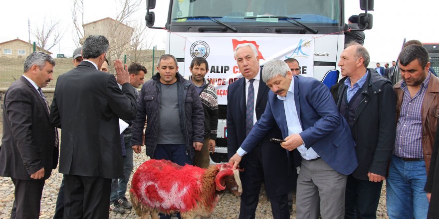 Kars'tan Afrin’e canlı hayvan desteği