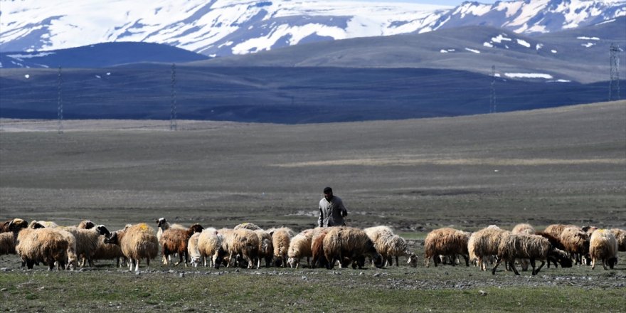 Kars'ta meralar canlanıyor