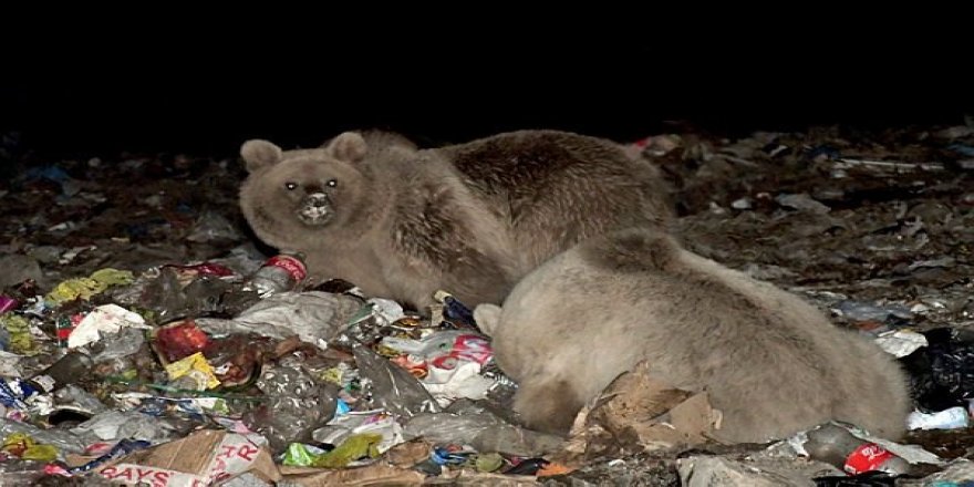 Kars'ta ayılar çöplükten besleniyor