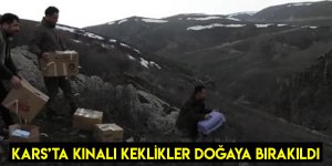 Kars’ta Kınalı Keklikler Doğaya Bırakıldı
