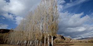 Kars'ta yaprakları dökülen ağaçlar görsel şölen sundu