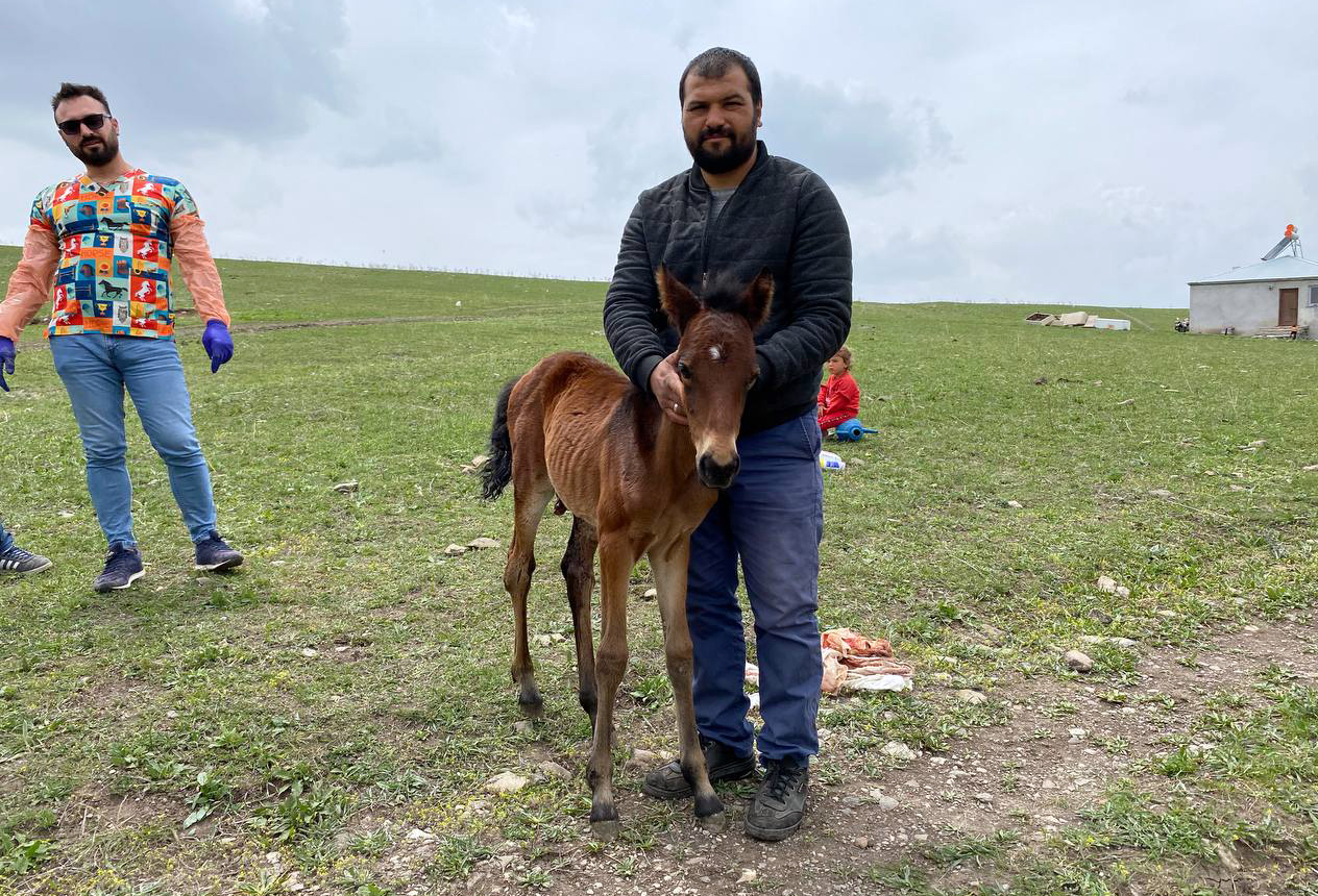 karsta-ac-kalan-kurtlar-atin-yavrusunu-yaraladi-1.jpg