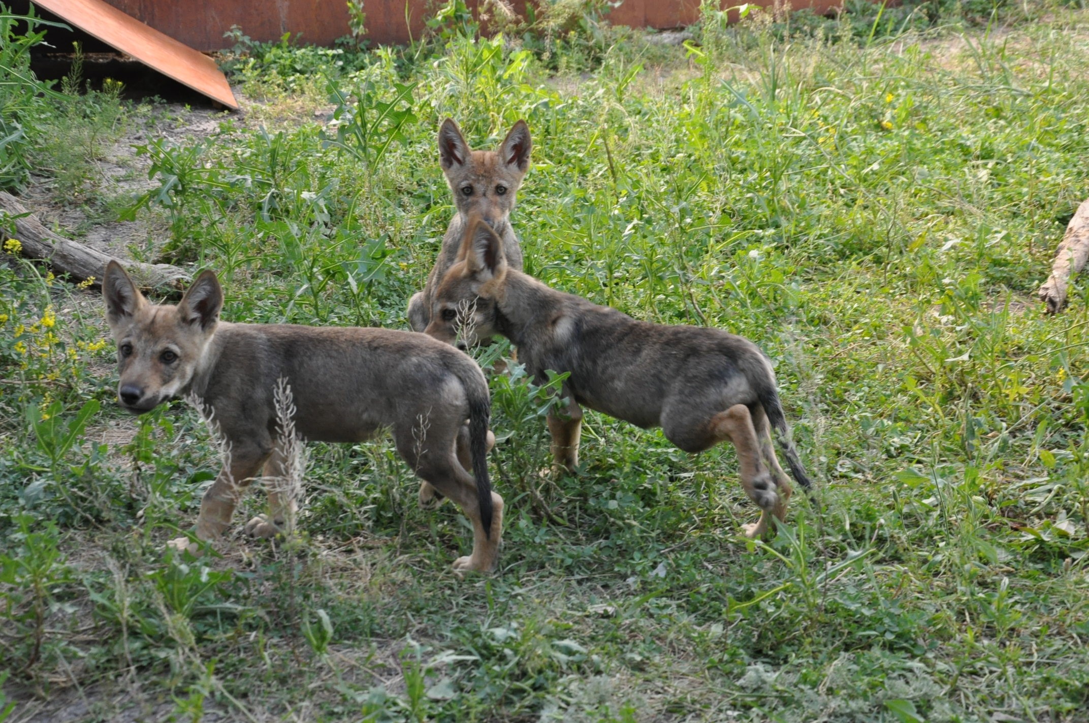 yaban-hayvanlari-karsta-sifa-buluyor-1.jpg