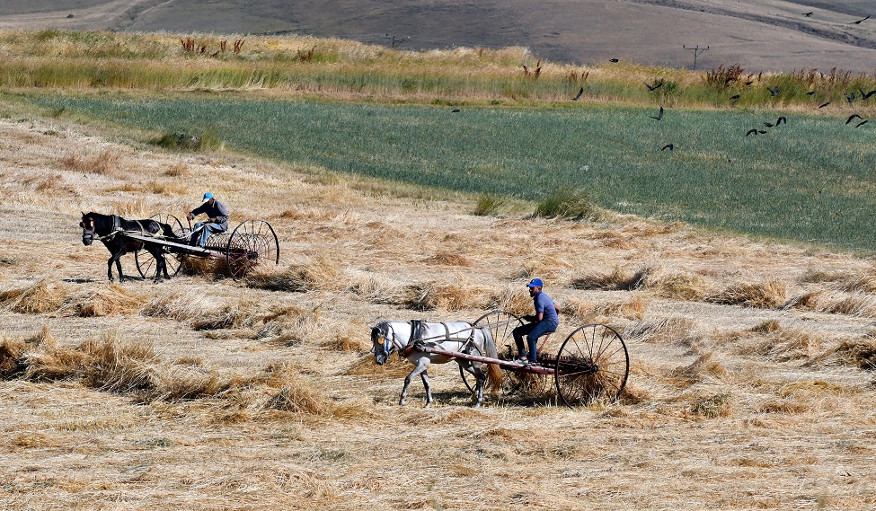 karsta-ciftciler-bunaltici-sicakta-arpa-hasat-ediyor-3.jpg