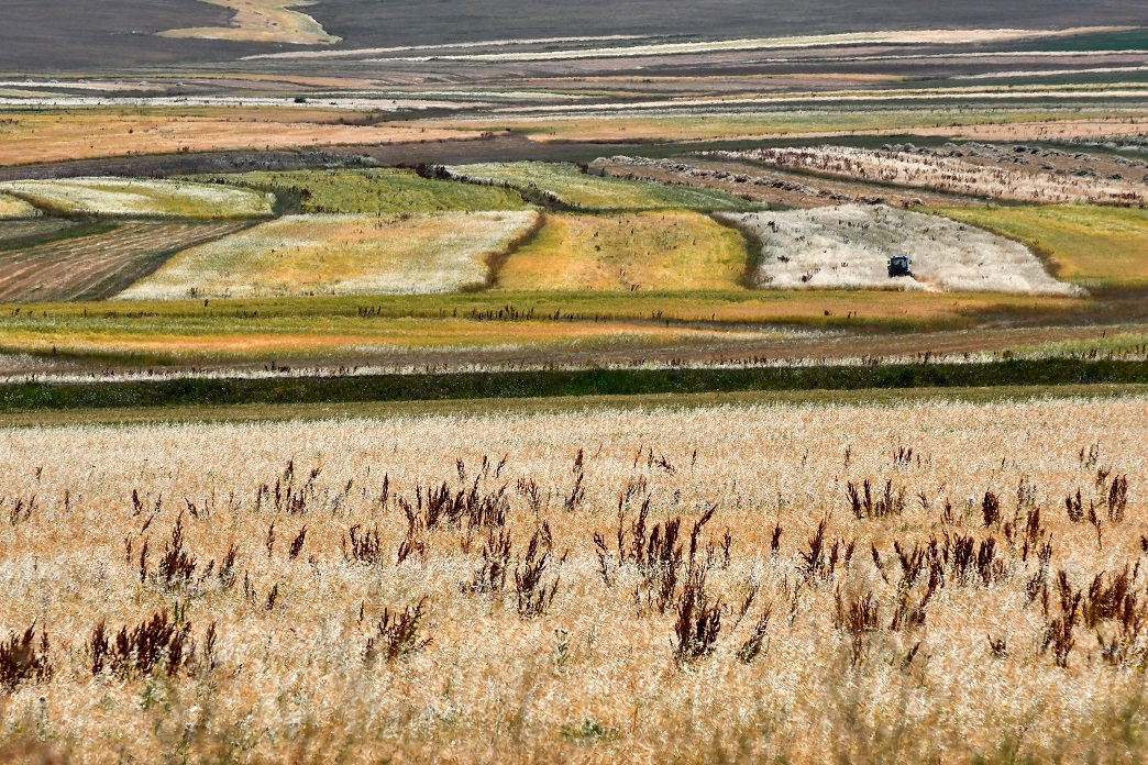 karsta-ciftciler-bunaltici-sicakta-arpa-hasat-ediyor-4.jpg