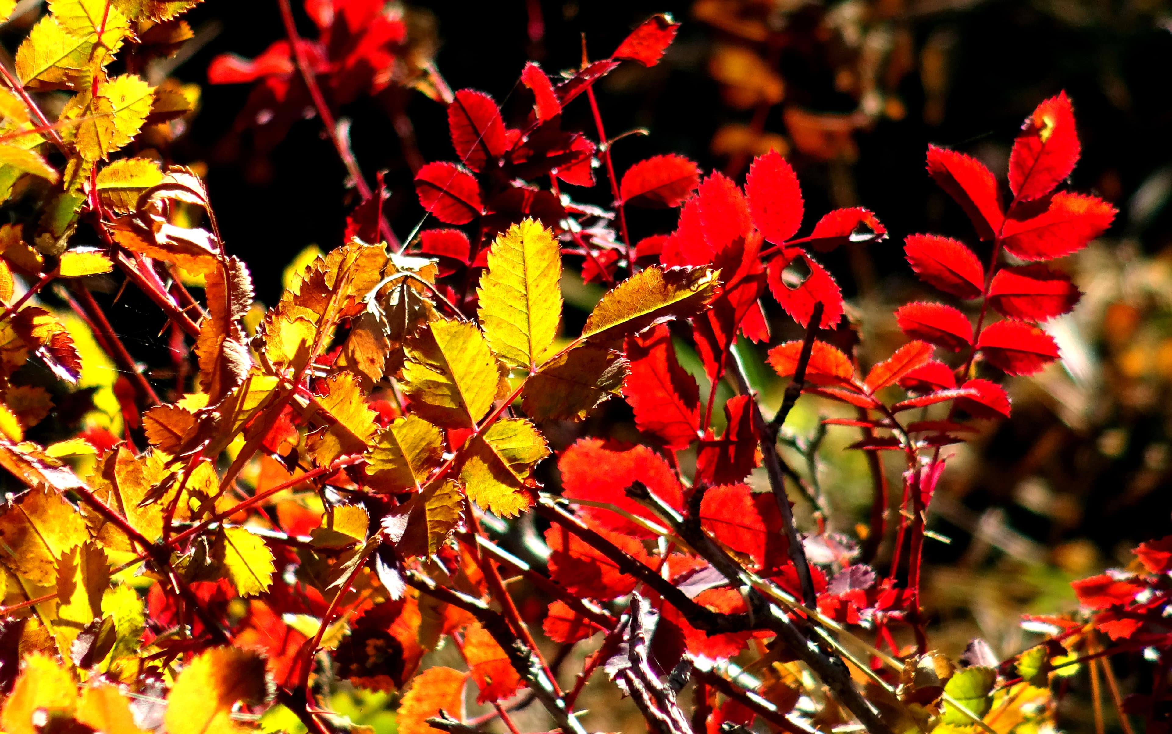 sarikamisa-sonbahar-renkleri-hakim-oldu-1.jpg